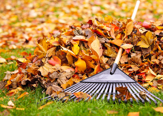 a rake lying in a pile of leaves